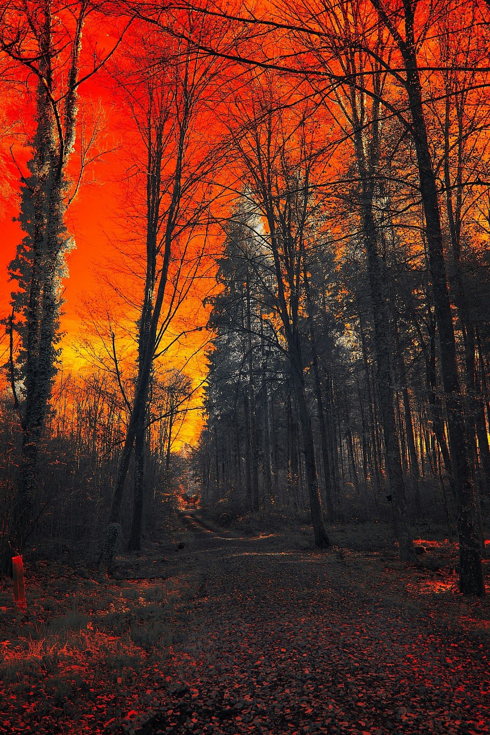 Feu de forêt